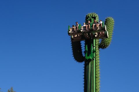 Cactus